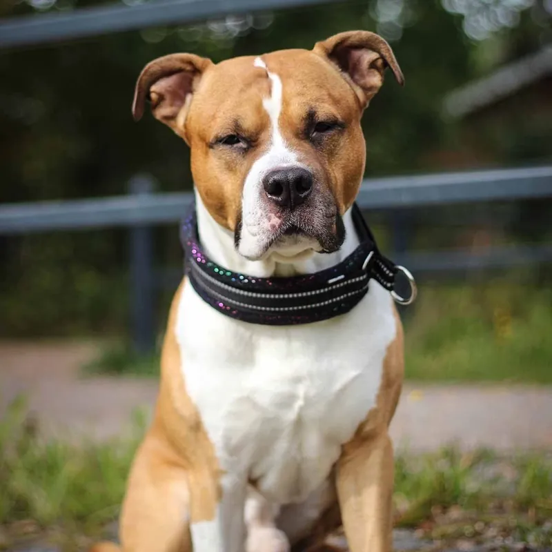 Kusse&Kutta Hundhalsband Brett Svart & Glitter (9) Extra rabatt