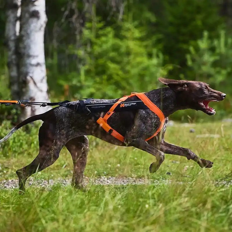 prisnedsättning Non-Stop Dogwear Freemotion 5.0 Dragsele Orange & Svart (6)